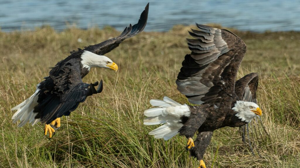 Bald Eagle fleeing from another aggressive Bald Eagle