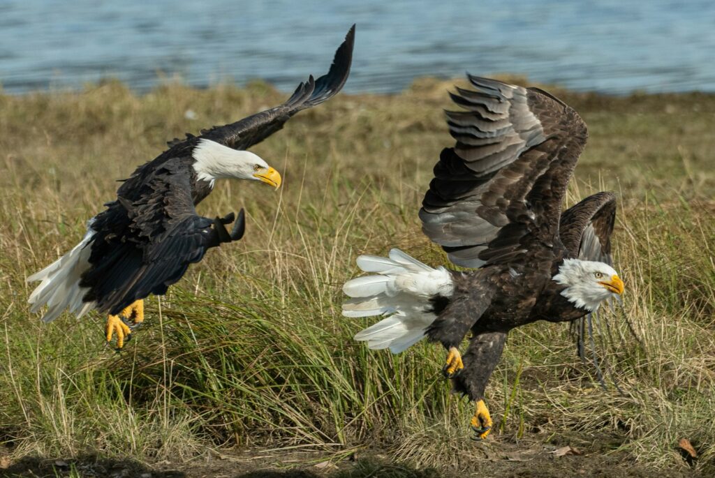 Two Bald Eagles are captured mid-flight, wings spread, as they descend towards a grassy area.