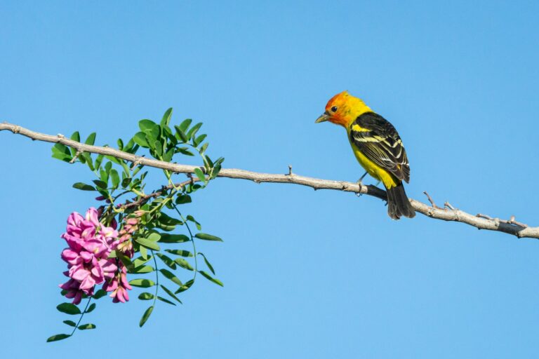 A Western Tanager with an orange head and yellow body perches on a flowered branch.