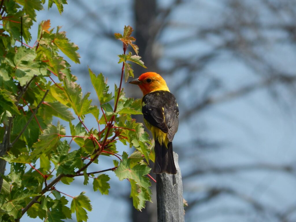 A Western Tanager with an orange head, yellow body, and black wings perches on a post.