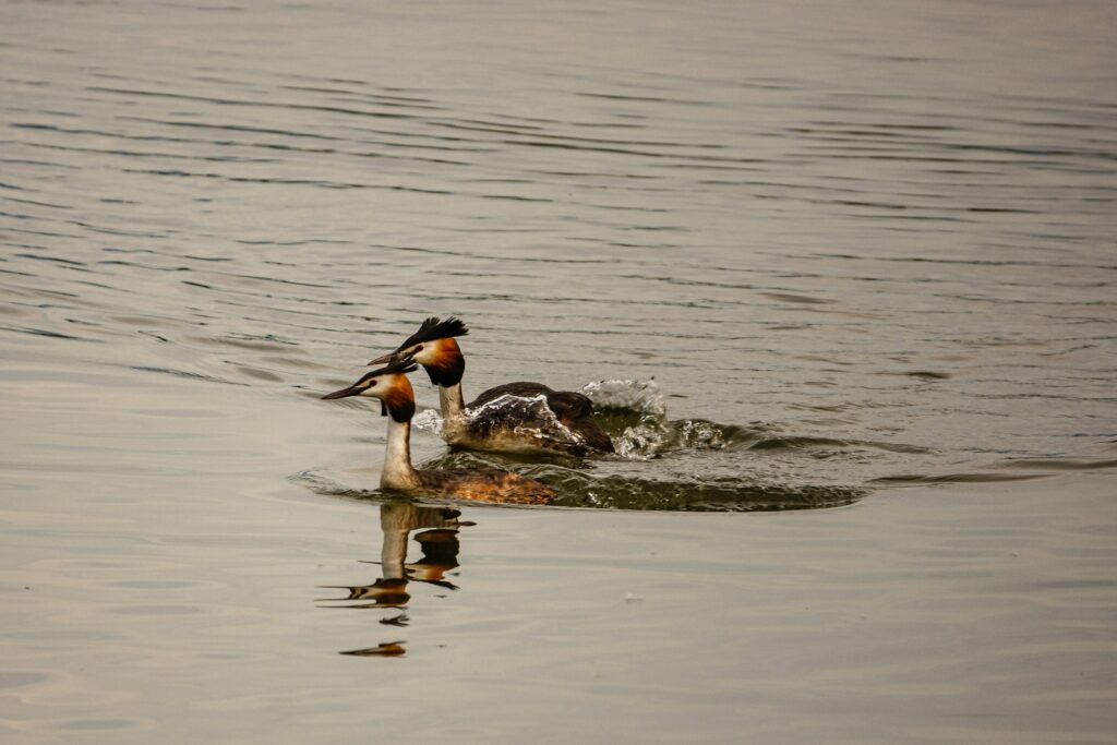 Two Great Crested Grebes with ornate head plumage swim and splash on the water.