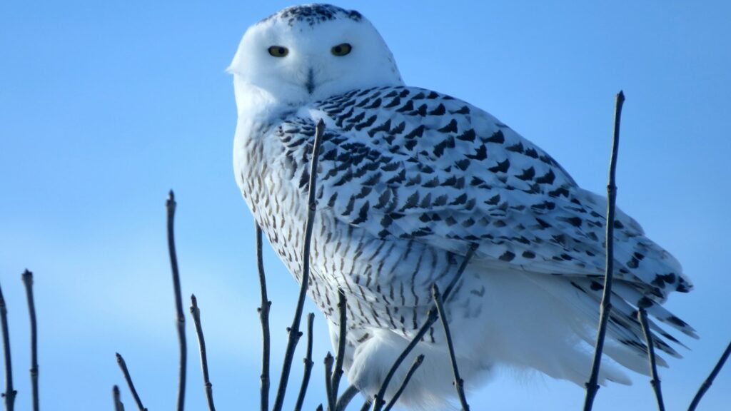 White snowy owl resting among bare branches