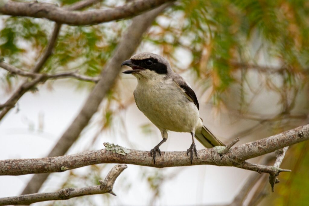 A Loggerhead Shrike perches on a branch with its beak open.