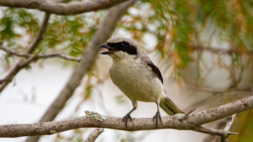 A Loggerhead Shrike perches on a branch with its beak open.