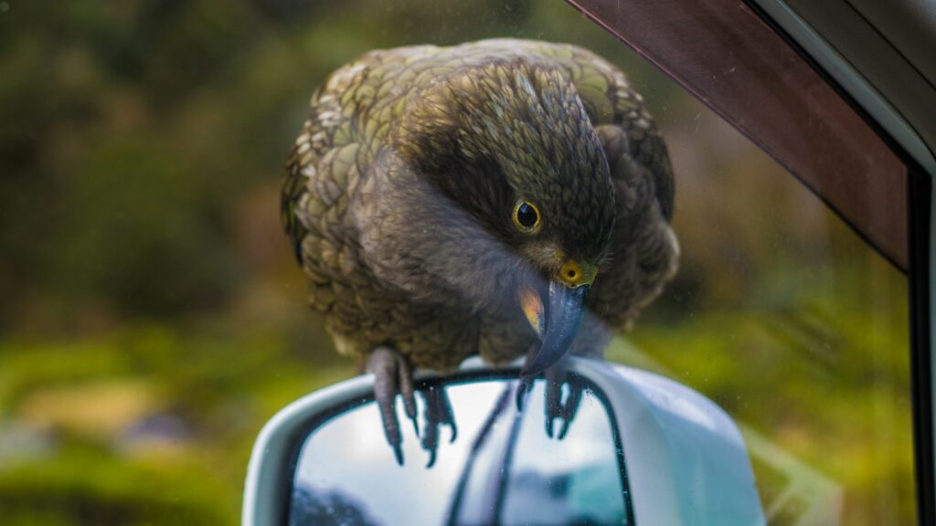 Bird resting on top of car side mirror