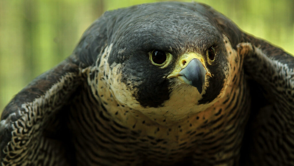 Adult female Peregrine Falcon