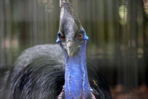 A close-up of a southern cassowary's blue head with orange eyes and a casque.