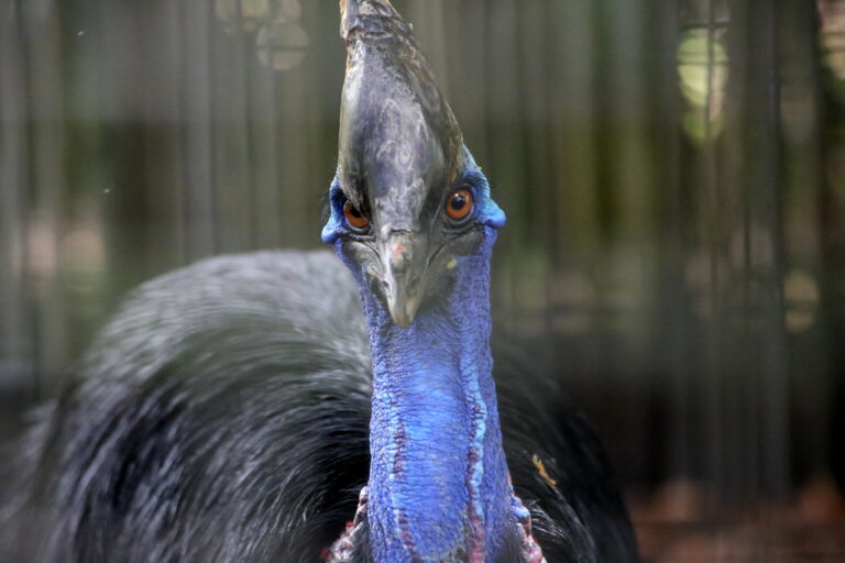 A close-up of a southern cassowary's blue head with orange eyes and a casque.