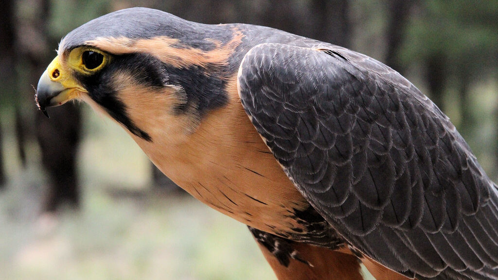 Close-up side view of Aplomado Falcon showing facial markings and sharp beak