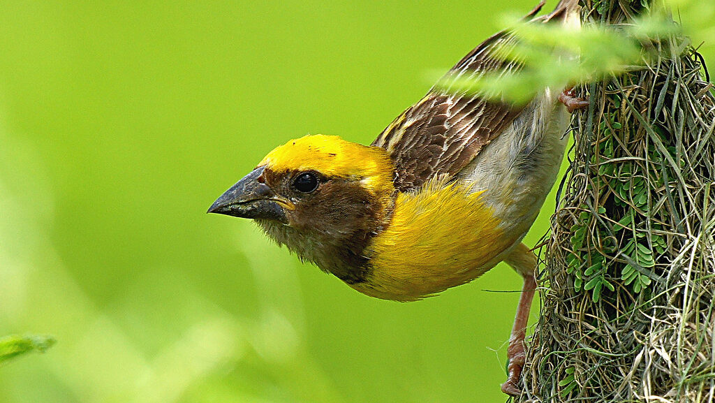 Baya weaver bird perched on top of its woven hanging nest