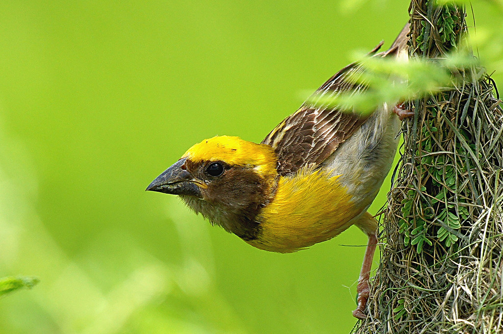 A close-up of a Baya Weaver shows its bright yellow head and streaked plumage.