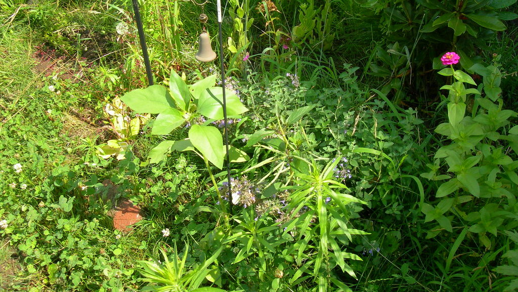 Tall garden plants growing lush and green in outdoor space