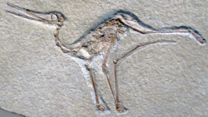 A fossil of Aurorazhdarcho micronyx, an ancient flying reptile, is preserved in stone.