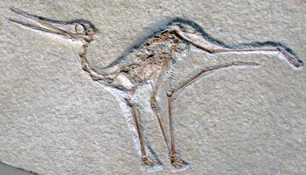A fossil of Aurorazhdarcho micronyx, an ancient flying reptile, is preserved in stone.