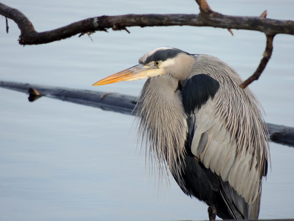 A great blue heron with gray and dark blue feathers and a long orange beak stands by water.