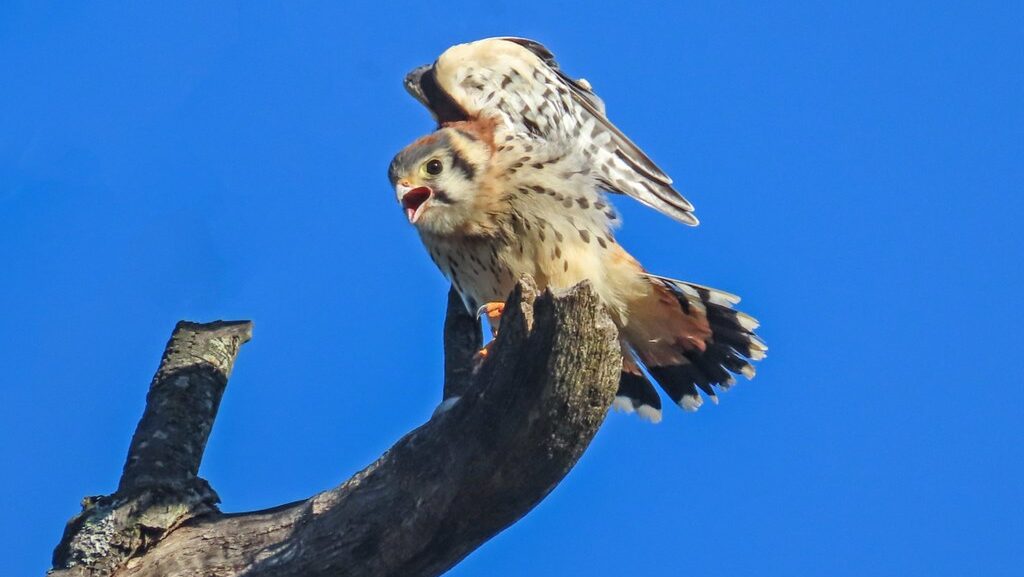 Juvenile American Kestrel perched on cut branch cawing