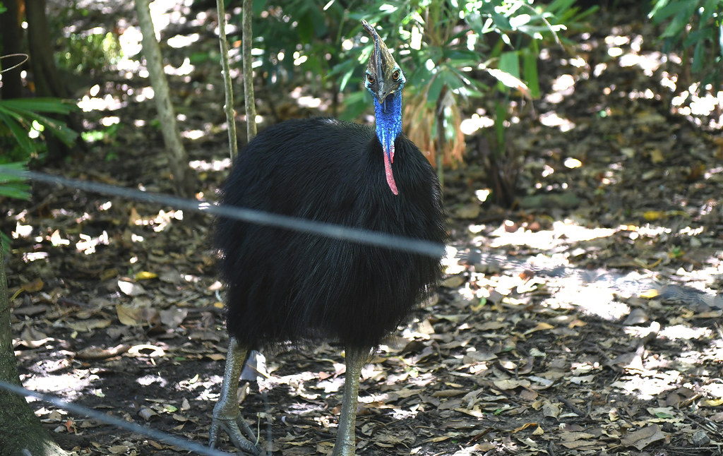A Southern Cassowary with a colorful head and casque stands among dry leaves.