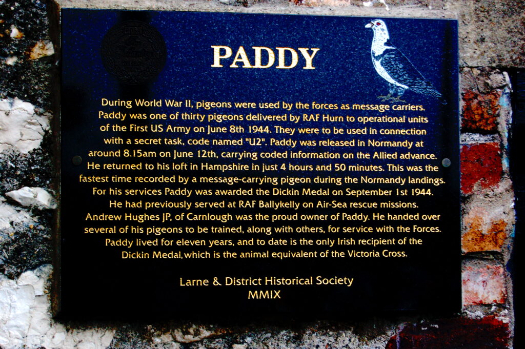 A historical plaque describes Paddy, a pigeon hero of World War II, and his Dickin Medal.