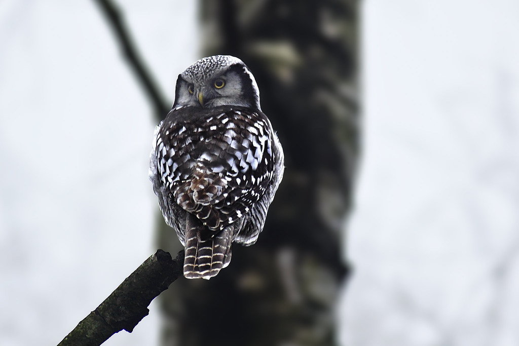 A Northern Hawk-Owl perches on a bare branch, its back to the viewer, looking over its shoulder.