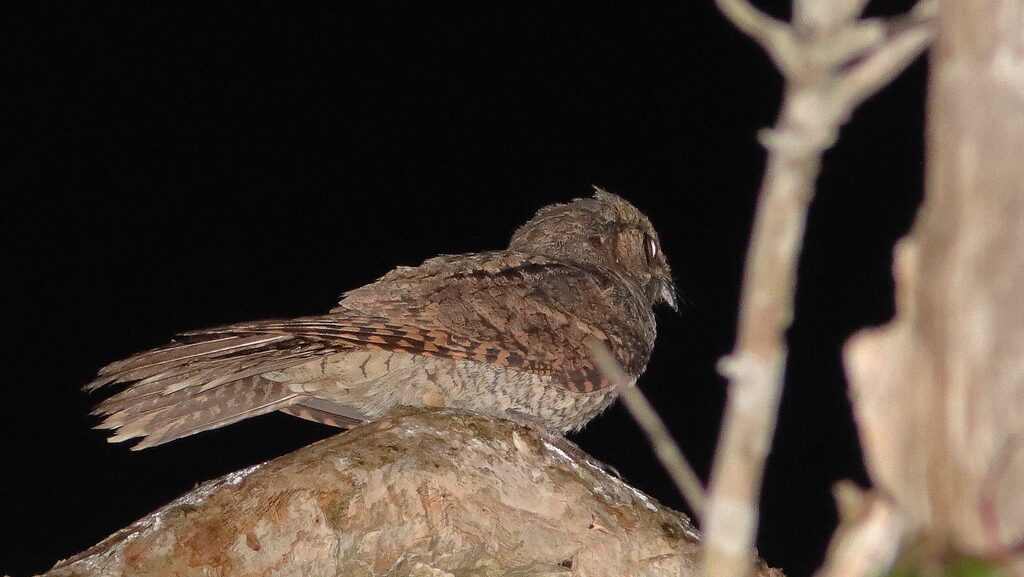 Eastern Whip-poor-will perched on a branch at night in low light