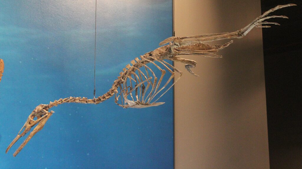 A fossil skeleton of Hesperornis is suspended, showcasing its long neck and aquatic adaptations.
