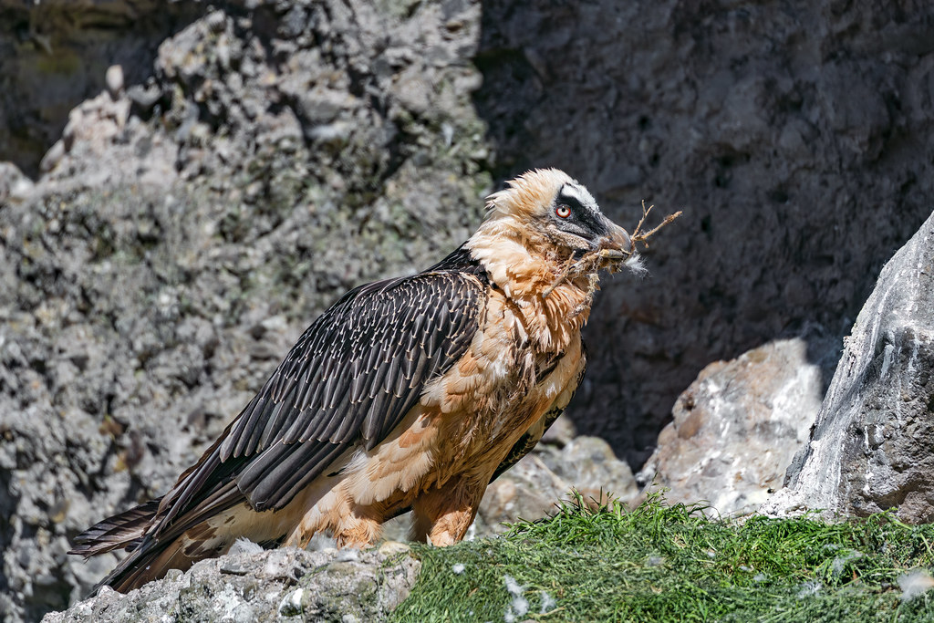 A Bearded Vulture with a pale head and orange chest perches on a rock, holding a twig.