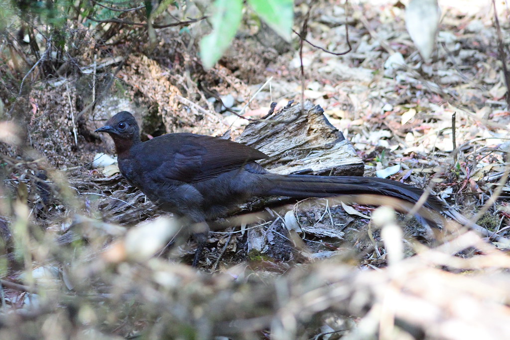A Superb Lyrebird with dark grey-brown plumage walks on a dry forest floor.