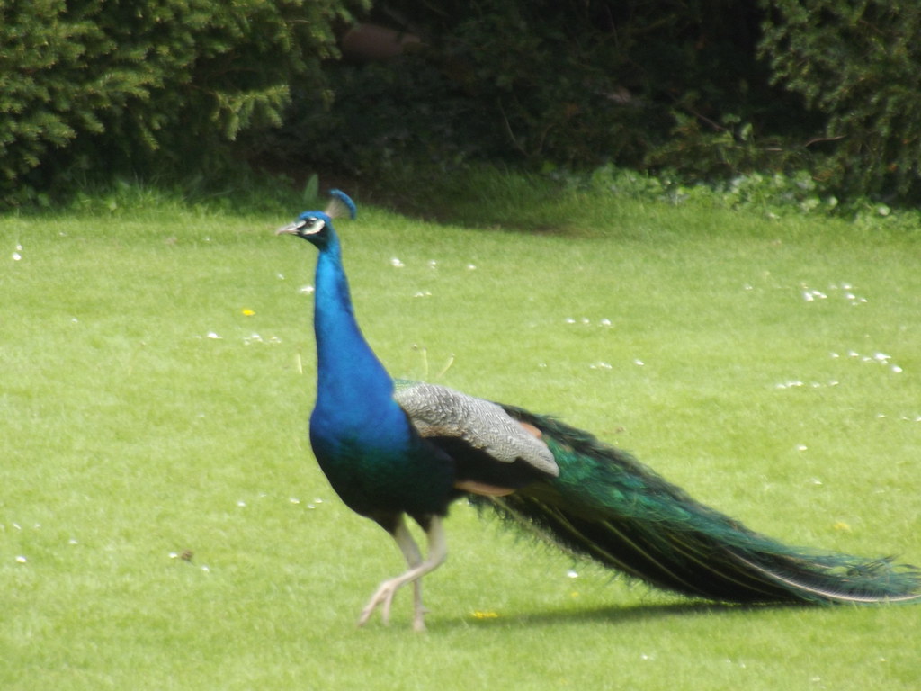 A vibrant peafowl with brilliant blue plumage and a long, flowing tail walks on green grass.