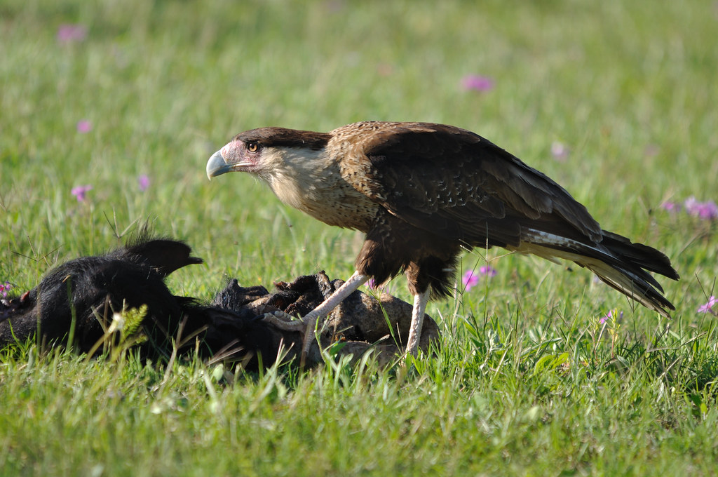 A Crested Caracara with a pale beak and dark feathers stands over its prey in green grass.