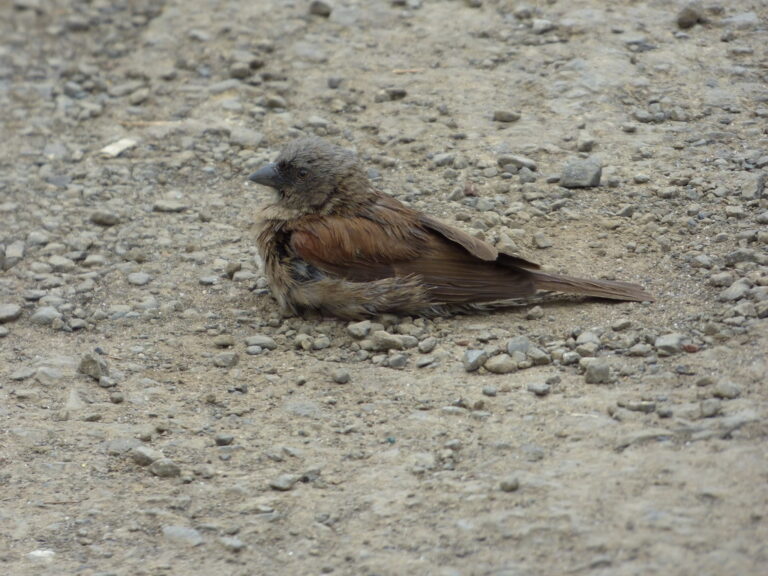 Small sparrow bird sitting and dust bathing on dry, dusty soil