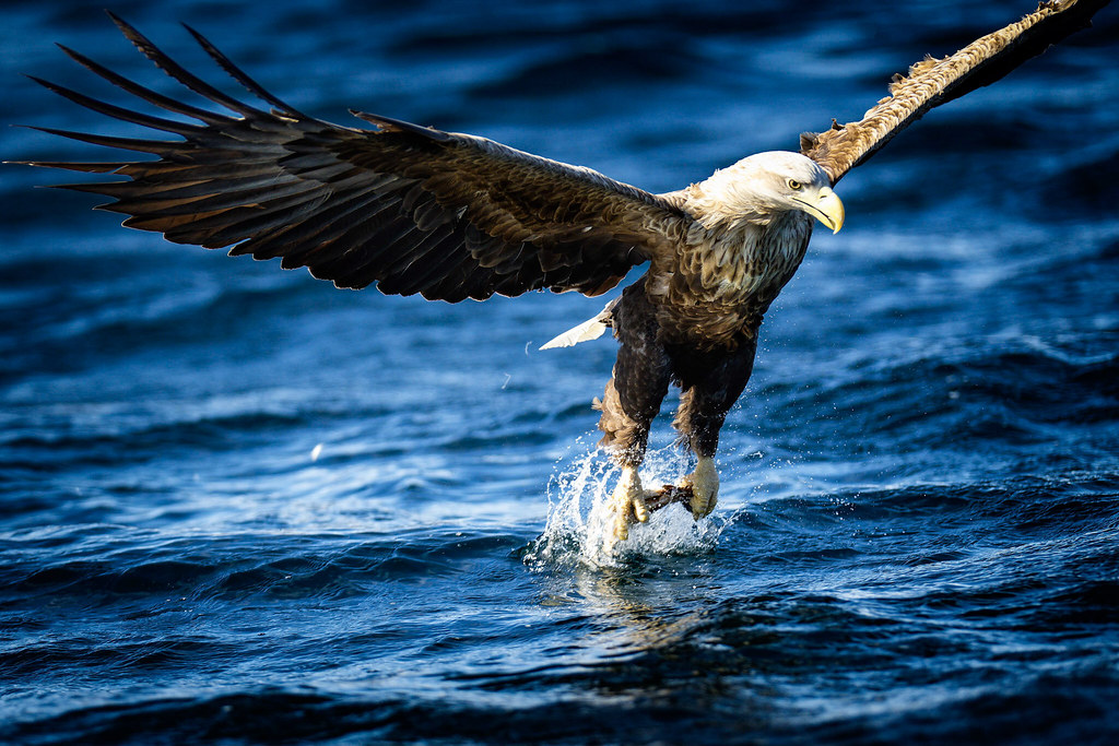 A powerful eagle with wide wings snatches prey from the surface of blue water.
