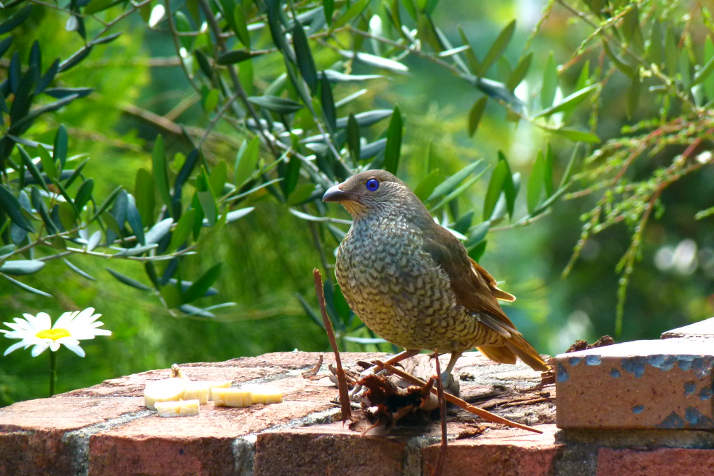 A female Satin Bowerbird with mottled brown and green plumage perches on a brick wall.