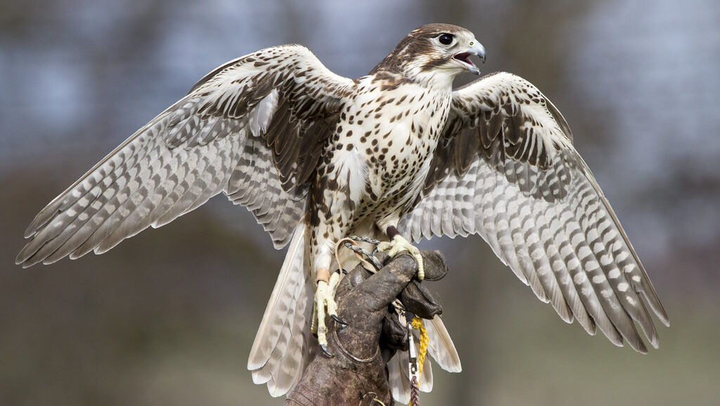 A striking Prairie Falcon with speckled feathers and outstretched wings perches on a gloved hand.