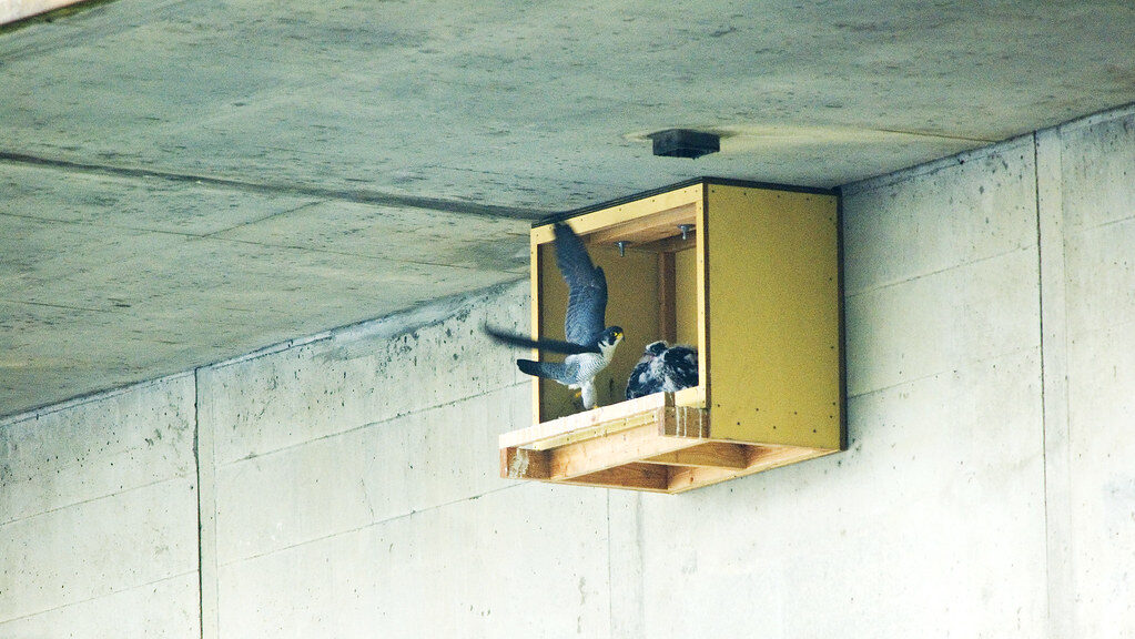 A Peregrine Falcon lands at a nesting box under a concrete structure, with chicks visible inside.