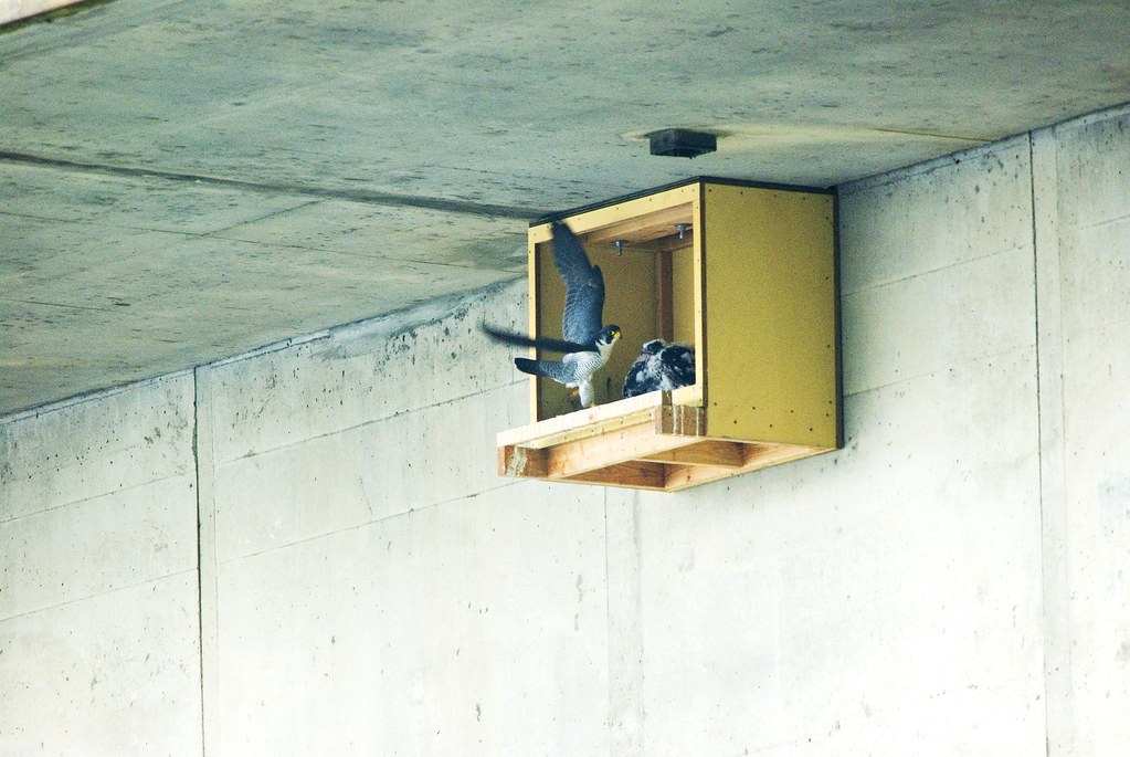 A Peregrine Falcon lands at a nesting box under a concrete structure, with chicks visible inside.