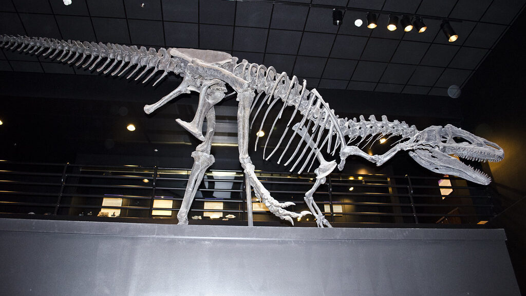 Mounted skeleton of Allosaurus fragilis “Big Al” on exhibit at the Museum of the Rockies