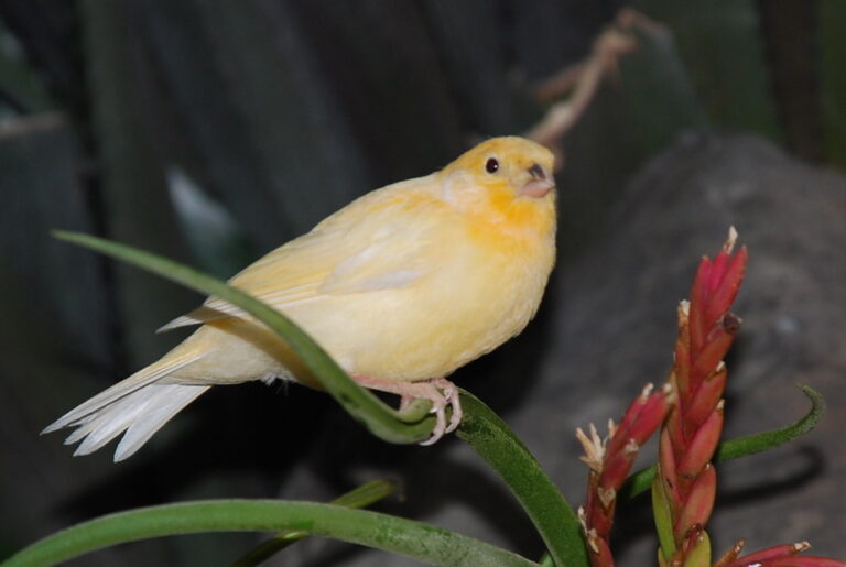 A bright yellow domestic canary perches delicately on a green plant with a red bloom.