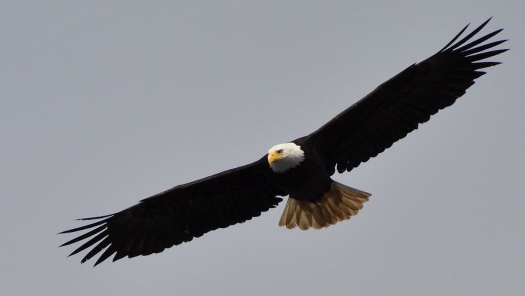 A powerful Bald Eagle soars against a light gray sky, its wings fully extended.
