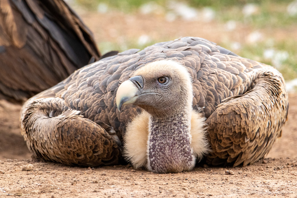 A Rüppell’s Griffon vulture rests on the ground, showing its light brown plumage.