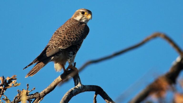 A watchful Prairie Falcon with keen yellow eyes perches on a bare tree branch.