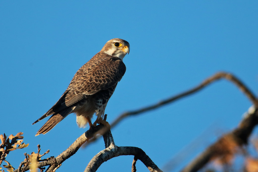 A watchful Prairie Falcon with keen yellow eyes perches on a bare tree branch.