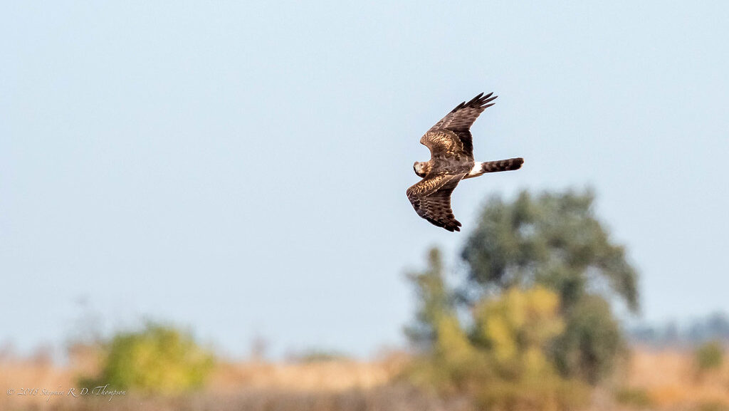 Northern Harrier gliding over a field
