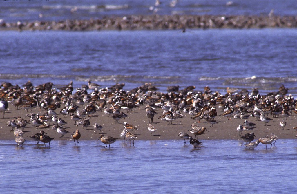 A large flock of Red Knots and Dunlins congregates on a sandy beach by the water's edge.