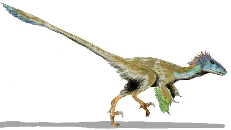 Illustration of Utahraptor ostrommaysorum