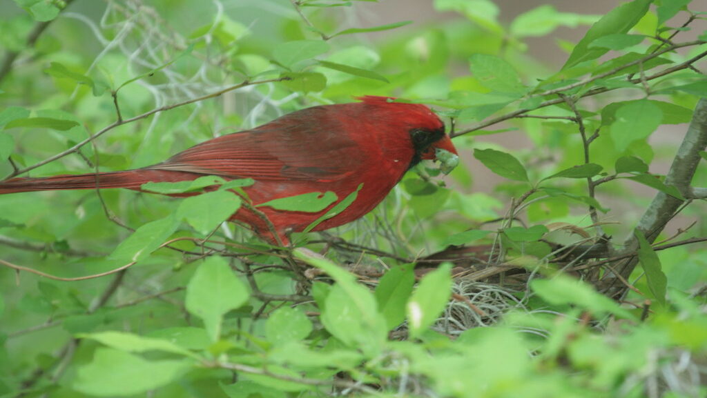 Male cardinal sitting on a nest hidden among lush green leaves