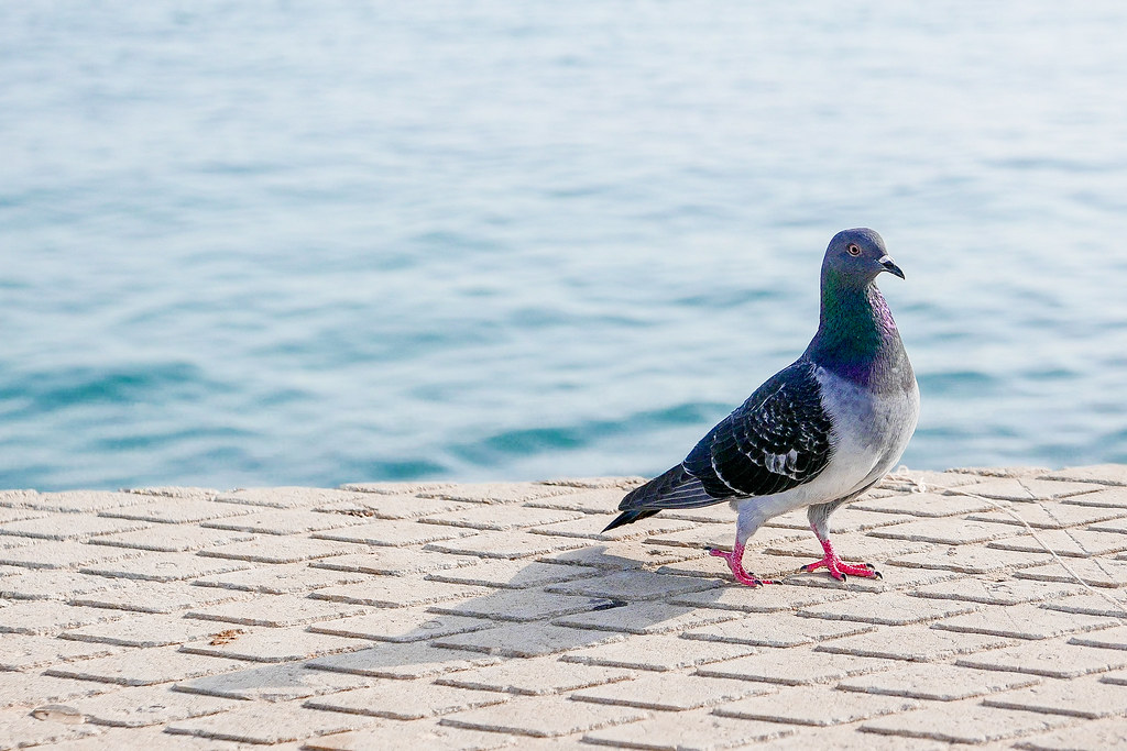 A grey and blue Rock Dove stands on a tiled surface, with calm blue water in the background.