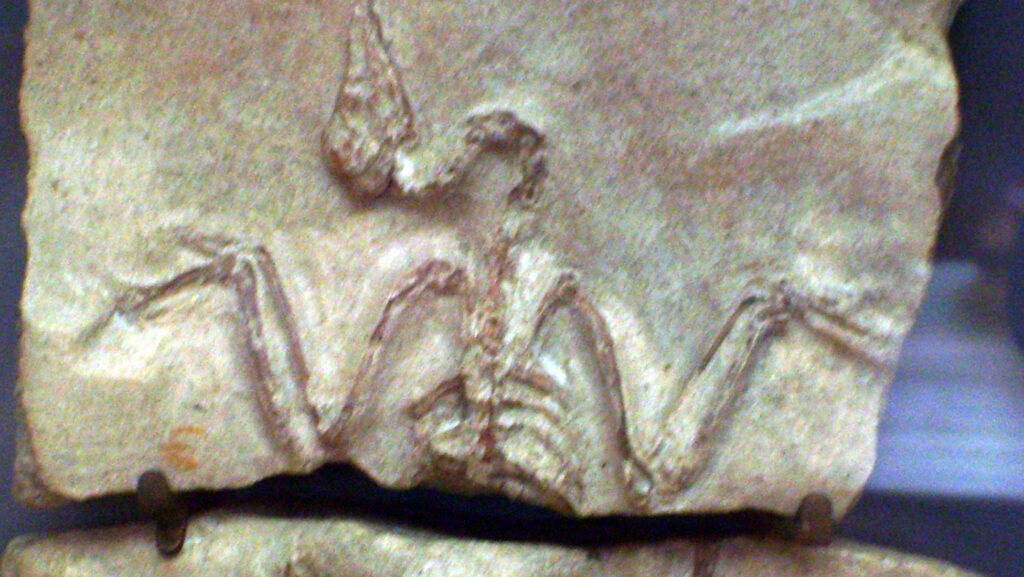 Palaeortyx fossilized bird skeleton