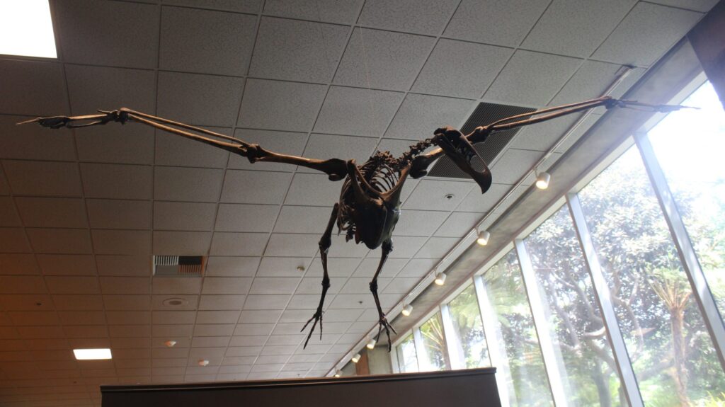 Mounted flying skeleton of Teratornis merriami at the Page Museum, La Brea Tar Pits