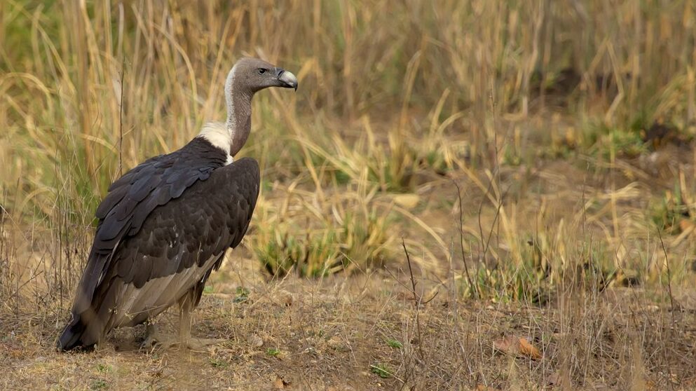 White-rumped Vulture standing in a field with dry grass
