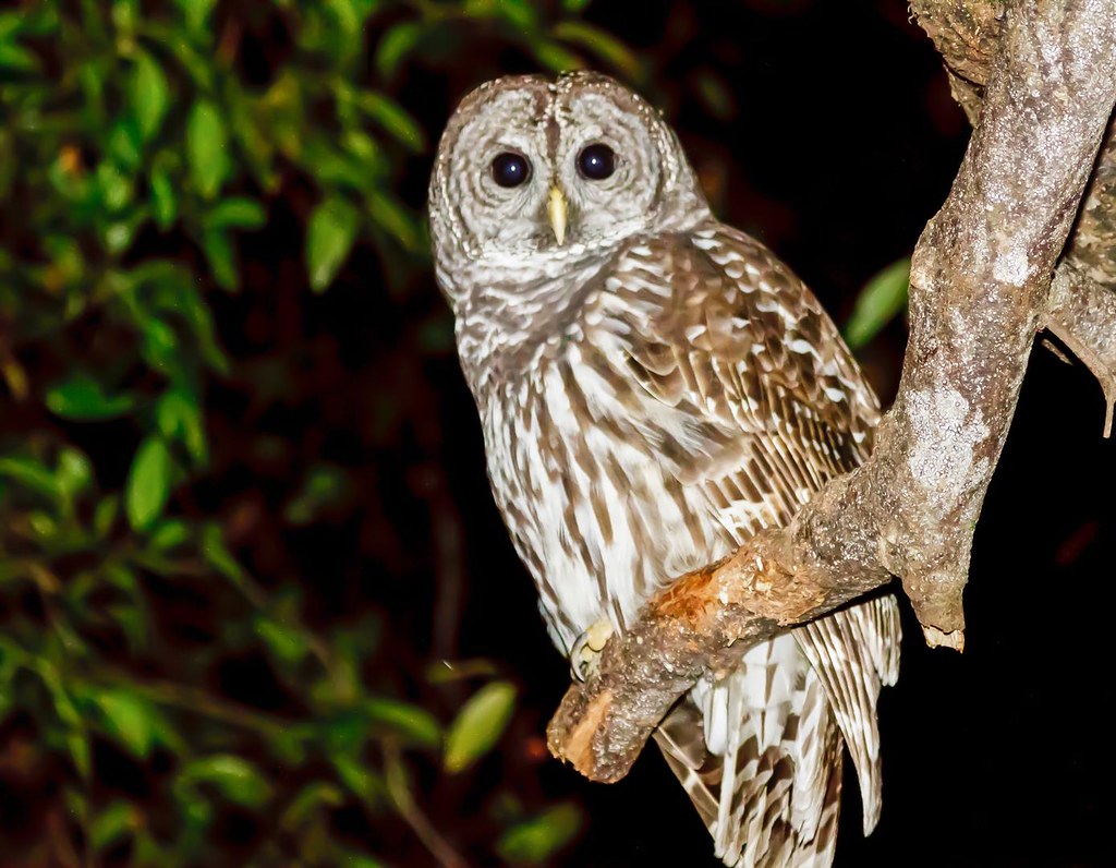 A Barred Owl with dark eyes and brown and white barred plumage perches on a tree branch at night.